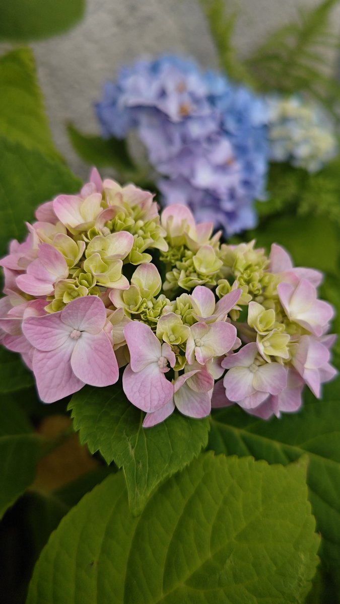 9090mayamari's tweet photo. おはです。
Pinkなの❀
穏やかな゙紫陽花のいろ
週末の優しさです。
#あじさい散歩
#紫陽花
#ふぉと
#photoflower
#写真で伝えたい私の世界
#キリトリセカイ
素敵な金曜日を〜☕🎼🌸
老舗の後継ぎ正流に゙感銘を受けました。 https://t.co/Jgdmd43ZhC