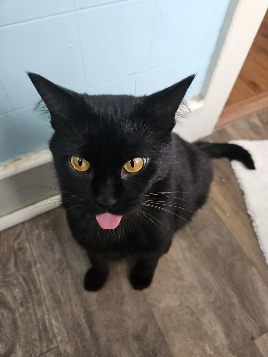 Krowah7's tweet image. Tara bein silly
(A story told in 4 pictures)