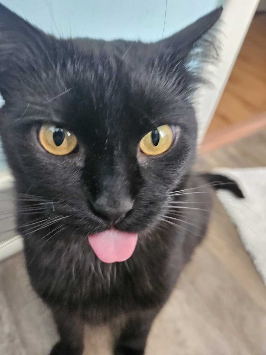 Krowah7's tweet image. Tara bein silly
(A story told in 4 pictures)