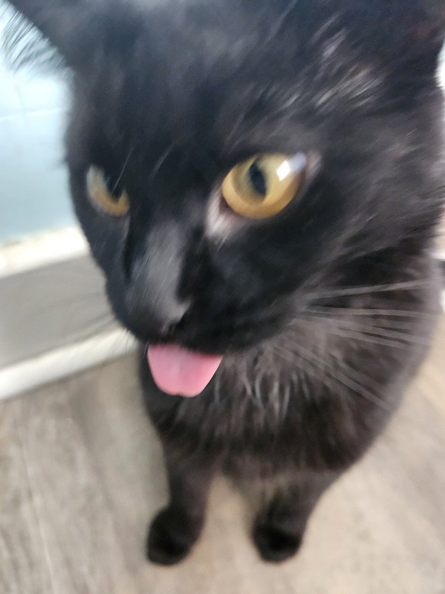 Krowah7's tweet image. Tara bein silly
(A story told in 4 pictures)