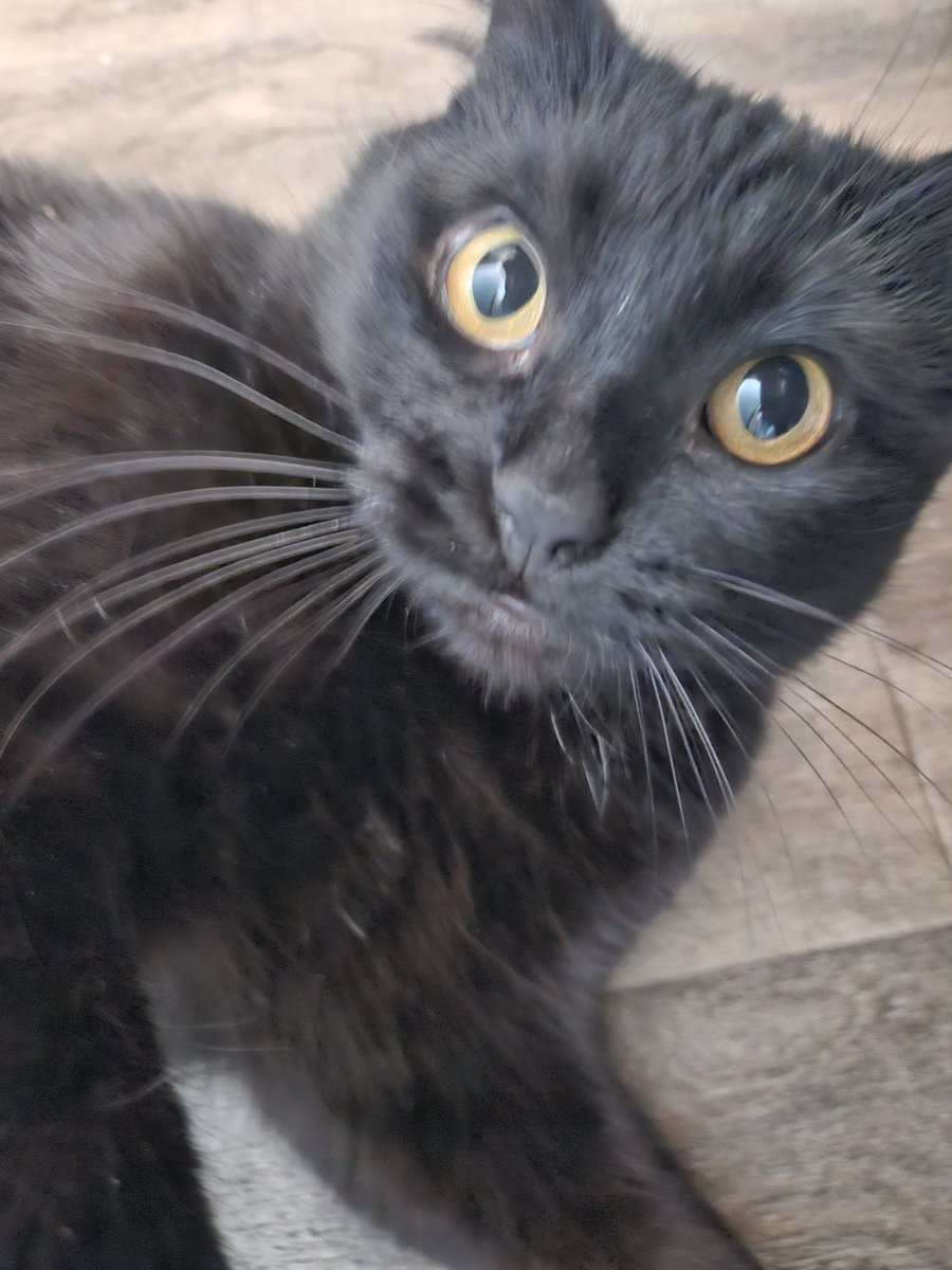 Krowah7's tweet image. Tara bein silly
(A story told in 4 pictures)