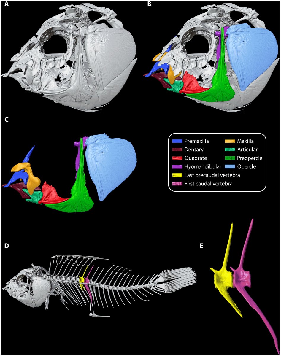 Sean Ulm (@seanulm) on Twitter photo Congratulations to <a href="/cabahCoE/">CABAH</a>'s Ariana Lambrides on leading this exciting new work creating an open access 3D database for zooarchaeological fish reference collections!
<a href="/joristevs/">Dr Jorgo Ristevski</a> <a href="/WeisbeckerLab/">Vera Weisbecker (she/her on Kaurna land)</a> <a href="/Zoelenotherium/">Jacob van Zoelen</a> <a href="/jcu/">James Cook Uni</a> <a href="/jcuCASE/">JCU College of Arts, Society and Education</a>
doi.org/10.1080/031224… Congratulations to <a href="/cabahCoE/">CABAH</a>'s Ariana Lambrides on leading this exciting new work creating an open access 3D database for zooarchaeological fish reference collections!
<a href="/joristevs/">Dr Jorgo Ristevski</a> <a href="/WeisbeckerLab/">Vera Weisbecker (she/her on Kaurna land)</a> <a href="/Zoelenotherium/">Jacob van Zoelen</a> <a href="/jcu/">James Cook Uni</a> <a href="/jcuCASE/">JCU College of Arts, Society and Education</a>
doi.org/10.1080/031224…