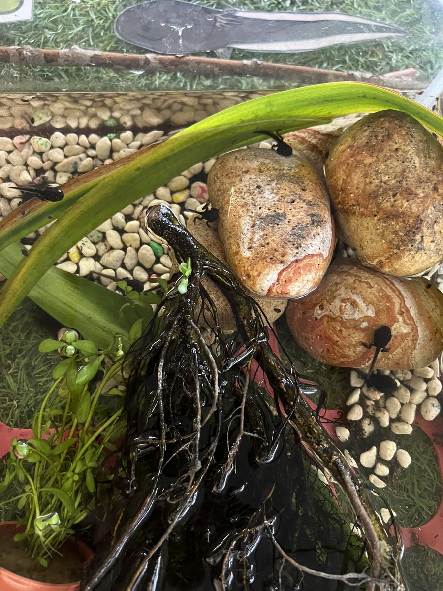 Miss Maggs tweet media