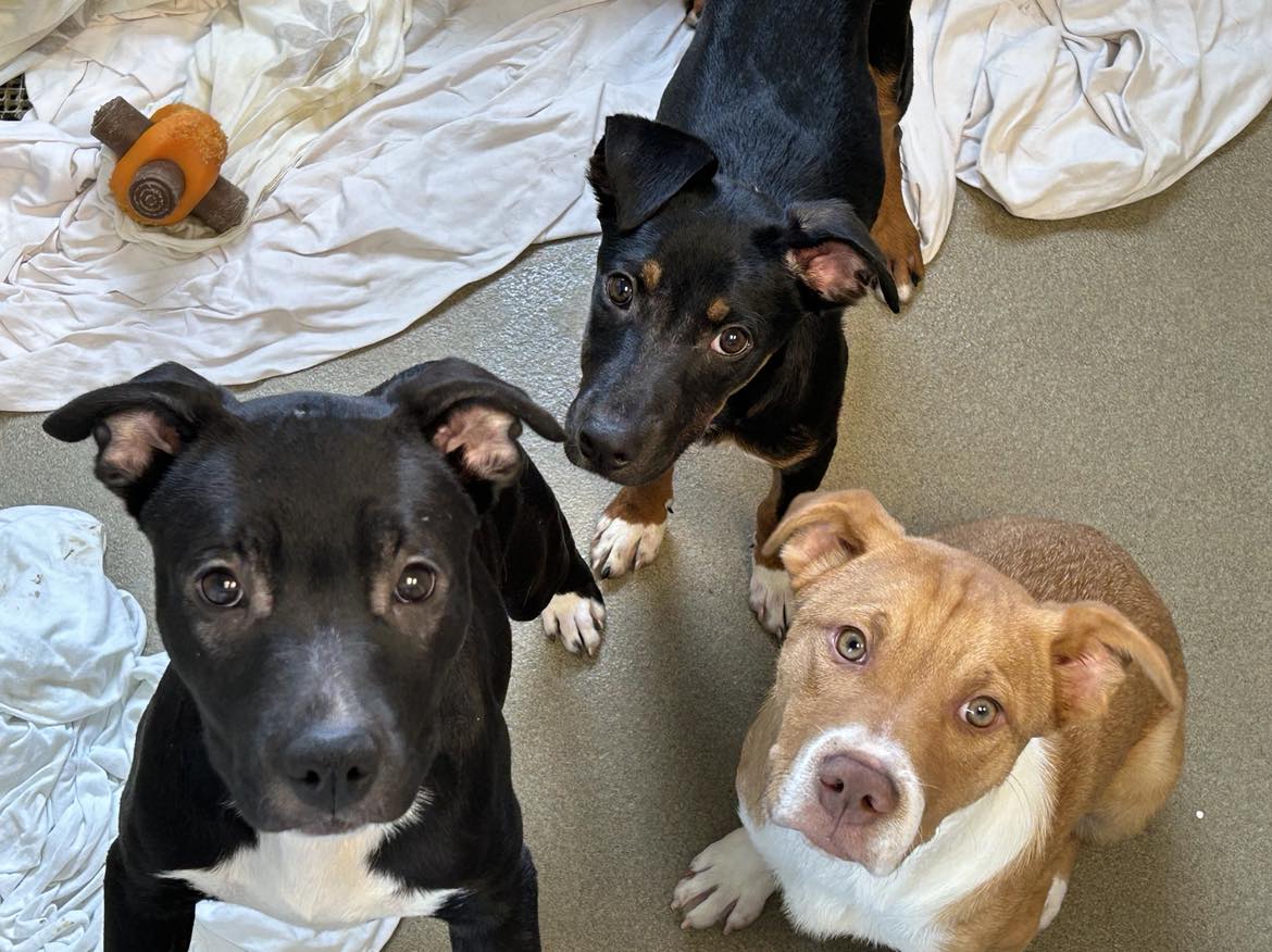 SOS! WE ARE TOO FULL!!
As of 5 PM on June 6th, we have 470 animals in our care. 470 animals. We need our community to step up and support these animals now more than ever before.   Don't do it for the humans behind the scenes writing these posts, do it for them.