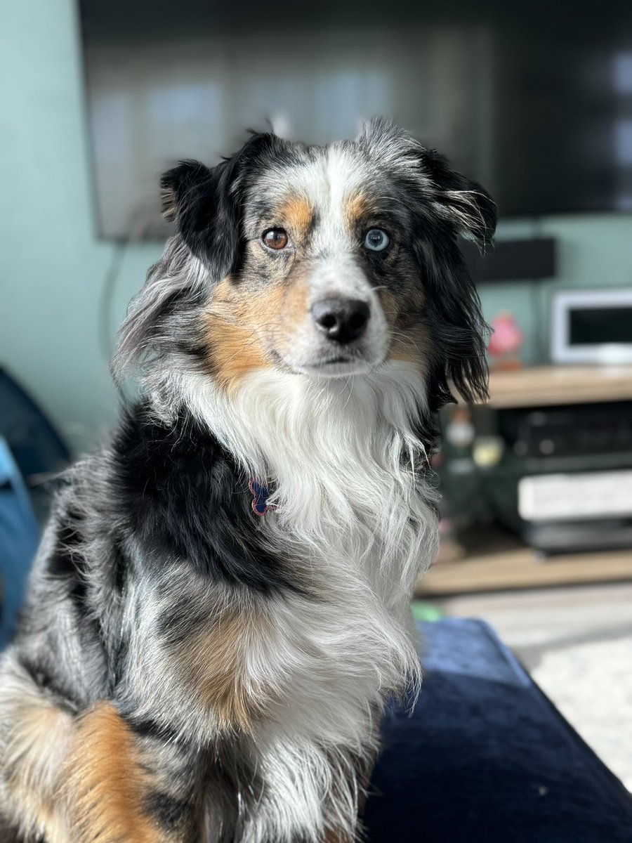 chipstrosnider's tweet photo. @NEGirl711 Meet Finn! https://t.co/nsZZqbh3qW