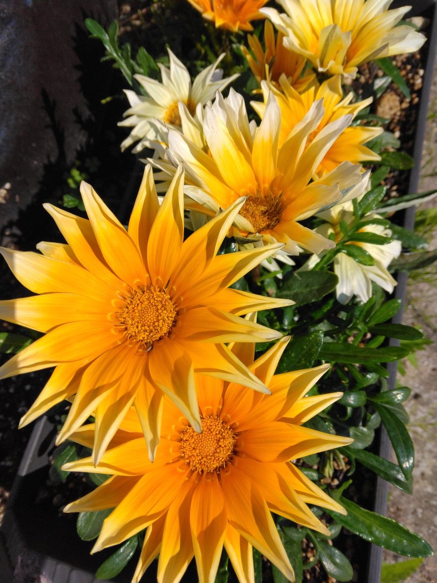 6月7日(金)☀
おはようございます٩(๑❛ᴗ❛๑)۶
見た目が勲章に似ている
💐ガザニア💐
色鮮やかで眺めていると
笑顔になります(๑•ᴗ•๑)♡
花言葉
『あなたを誇りに思う』
『笑顔で答える』『身近な愛』
さあ！今日も笑顔で頑張って生きましょうか୧꒰*´꒳`*꒱૭✧

　　　💐ガザニア