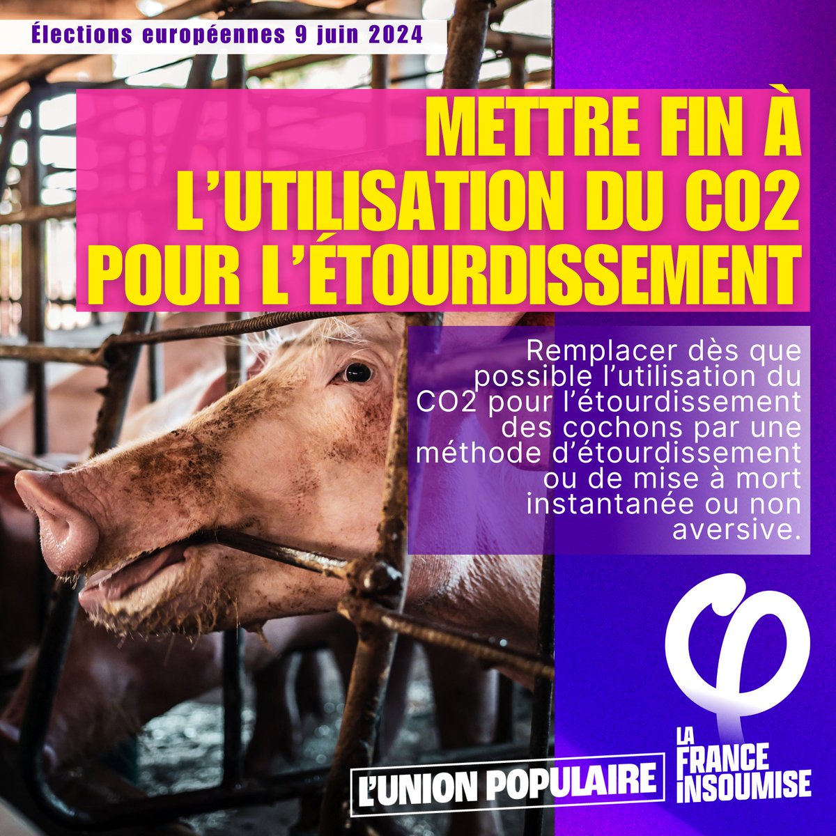 AnimauxInsoumis's tweet photo. 🐷 Conformément à notre programme et à notre livret Condition animale qui complète le programme des européennes, la France insoumise et la liste #UnionPopulaire, portée par @ManonAubryFr, soutient la fin de l’utilisation du CO2 pour l’étourdissement des cochons. https://t.co/8undbyE3ci