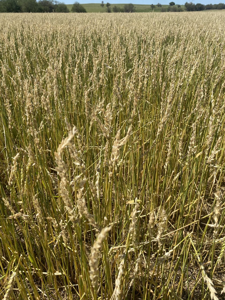 ohlde_24's tweet photo. Luckily the hail path was narrow but the damage is done. #wheat @OhldeSeed https://t.co/UXnQpw6r59