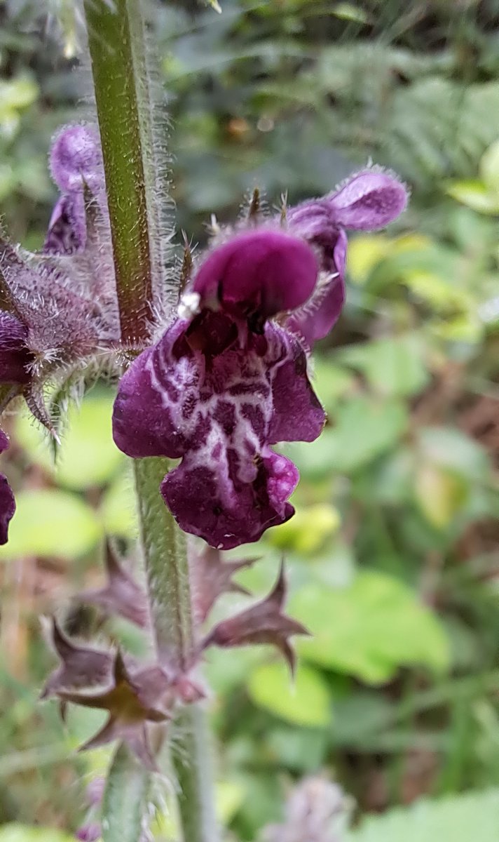 JiscaDijk's tweet photo. #junibloeiers #flora #Andoorn #Stachys #Twente #Driene #macro #wildePlant @waarneming 
@vule_rock_nroll
Langs het bospad deze pol met andoorns gezien:
dan heet ie Bosandoorn - Stachys sylvatica
Uitvergroot is het net een orchidee 🥰 https://t.co/wB41epB5PO