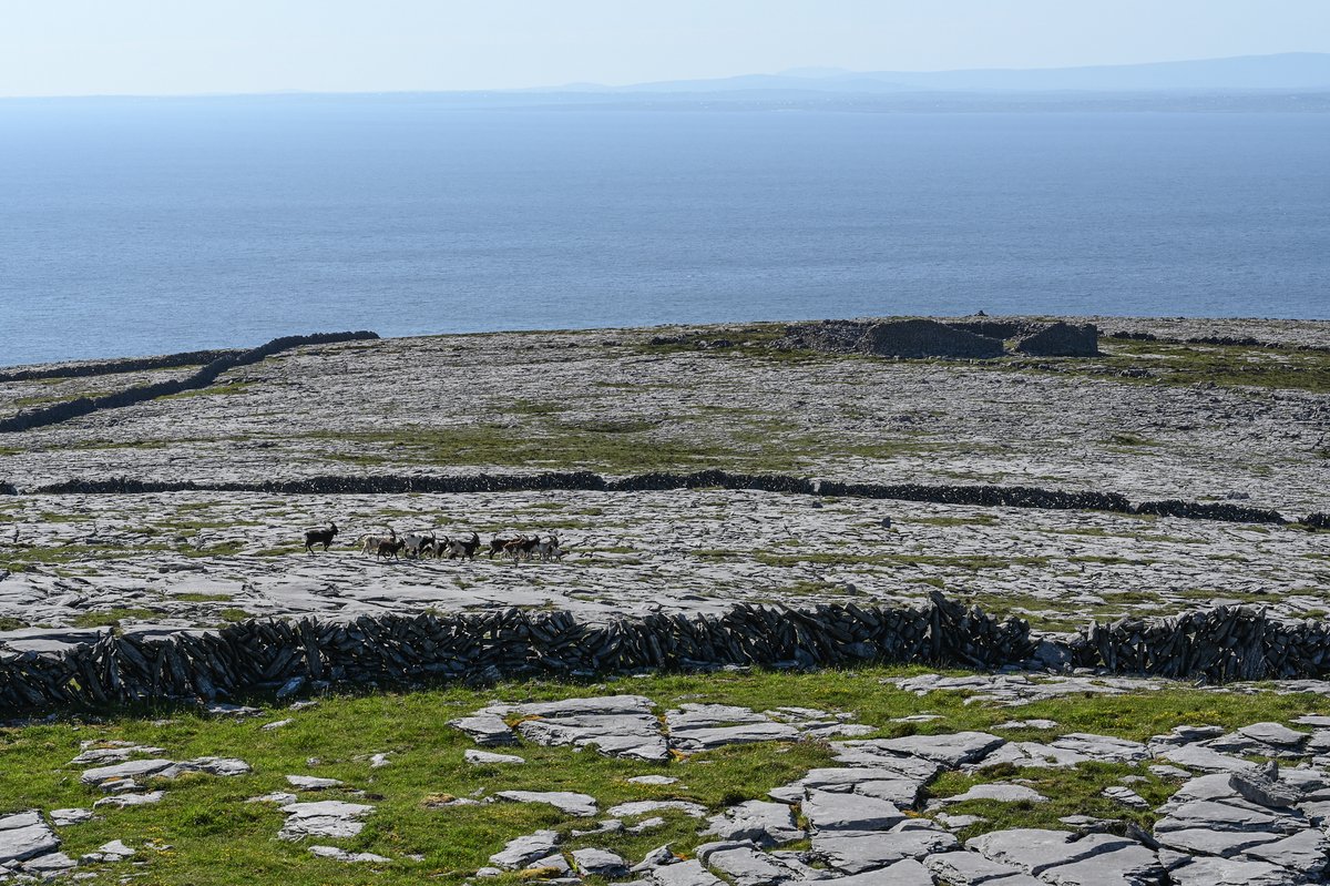 MOConnell07's tweet photo. A backlog of photos so where better to start than the #Burren &amp; Blackhead, 1 June. Slowly climbed the limestone (pavement, grykes &amp; carpets of flowers) to top (314m), attempting to take it all in as I climbed. Stone fort, probably >2000 y old, spectacular from close-up or afar https://t.co/SAGJMNXGAO