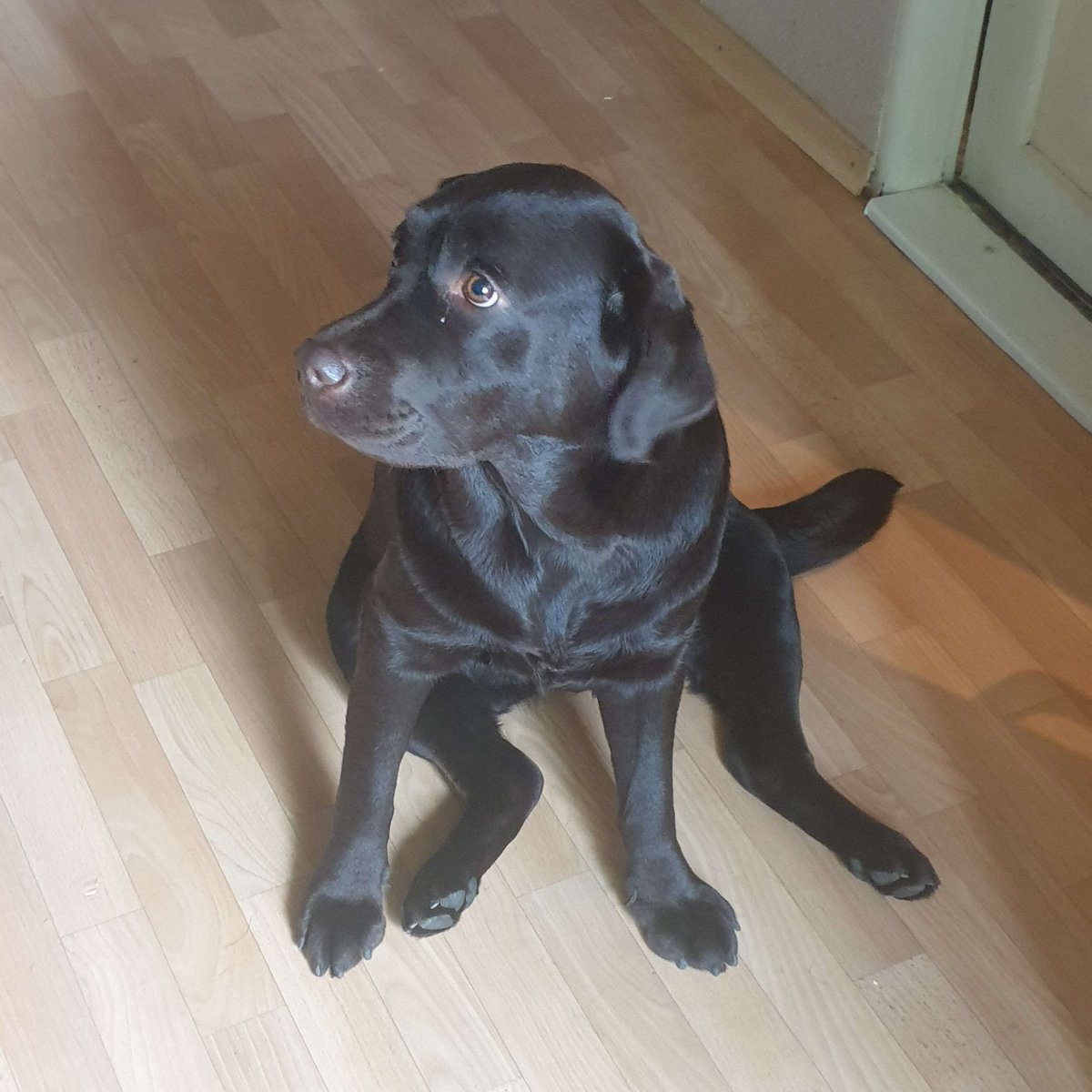 PackratTunnels's tweet photo. Hey y'all, guess who's in dire financial straits...

We have a lot of bills to pay and, more importantly, our doggie to feed :(
If anyone would like to help out, my #commissions are open! (Or if you only have some spare change, kofi link is on my profile)

https://t.co/aH2x6EAeNY https://t.co/j6I3HyfiHm