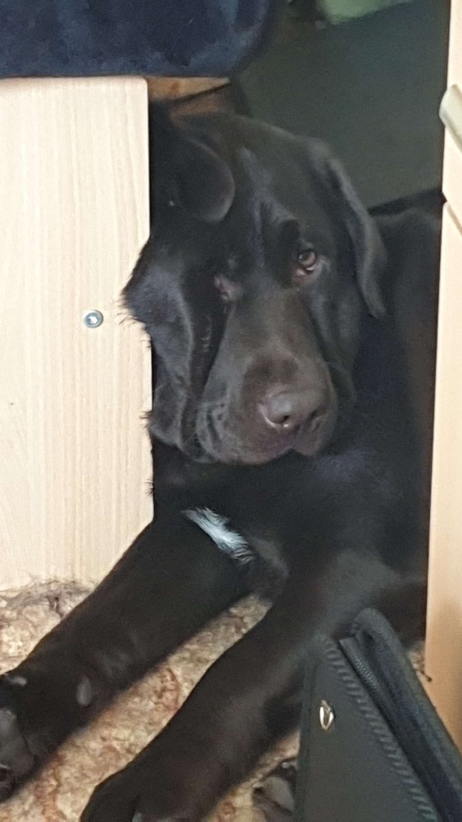 PackratTunnels's tweet photo. Hey y'all, guess who's in dire financial straits...

We have a lot of bills to pay and, more importantly, our doggie to feed :(
If anyone would like to help out, my #commissions are open! (Or if you only have some spare change, kofi link is on my profile)

https://t.co/aH2x6EAeNY https://t.co/j6I3HyfiHm