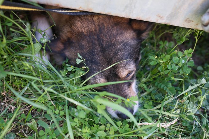 Trouve le chiengue 🐕 https://t.co/fjoPobQ7tO<a href="/tag/femmes"class="tags"><span>#femmes</span></a><a href="/tag/diable"class="tags"><span>#diable</span></a>