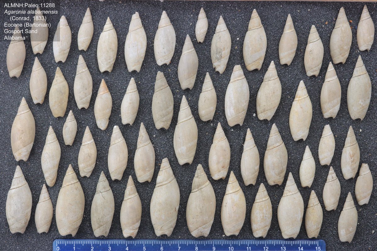 Dr. Adiel Klompmaker @paleoadiel.bsky.social tweet media