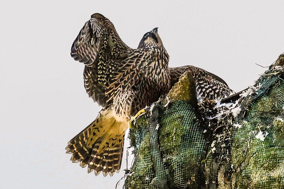 lencollard's tweet photo. The young male did not like being chased by a gull.#tauntonperegrines  @BBCSpringwatch . @robinmmorrison https://t.co/nP0YXccH2e
