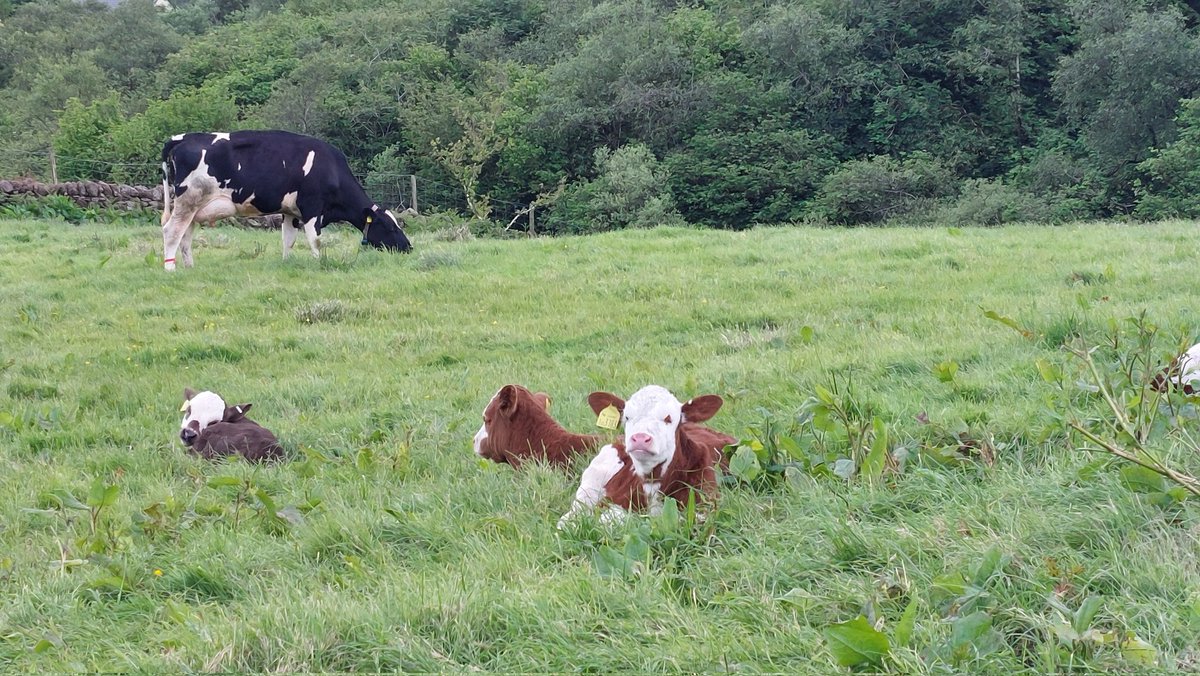 Claire Arnold - Member Pioneer tweet media