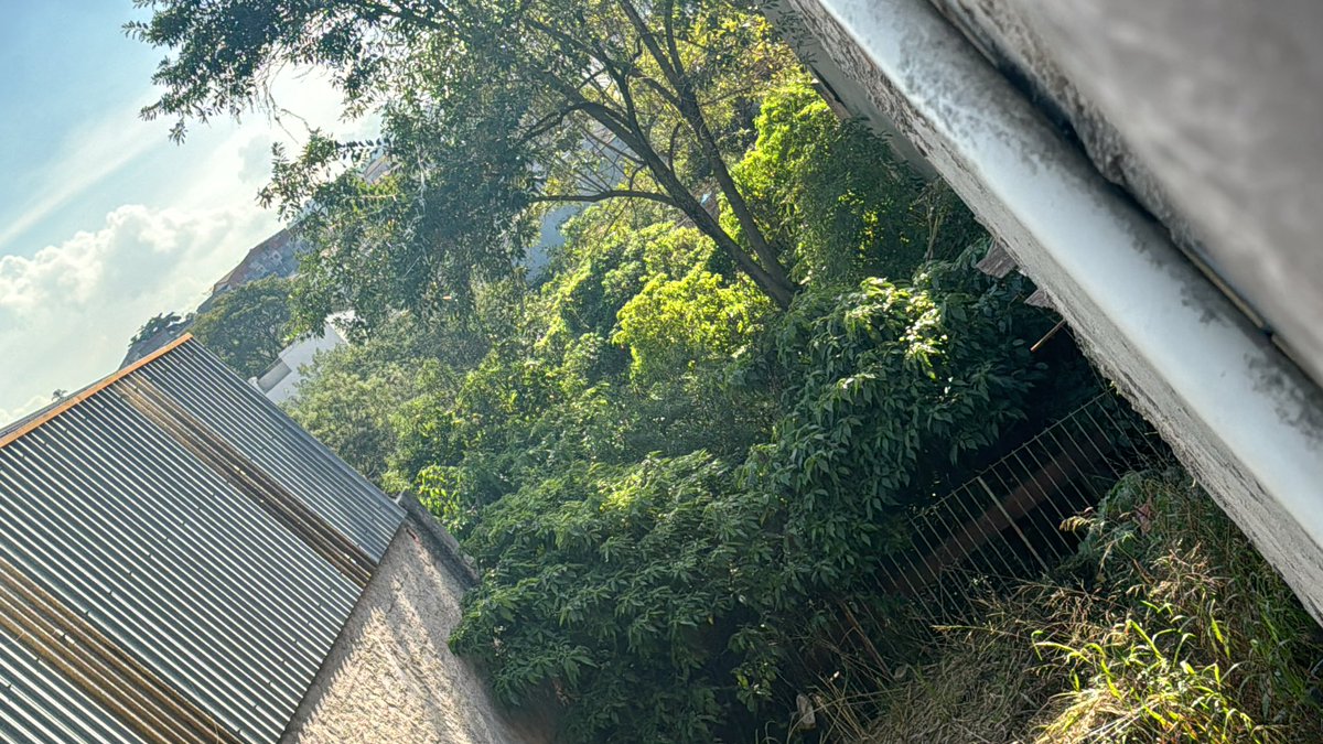 Raviolizinho's tweet photo. @mateiformiga Atrás de casa tem esse terreno aqui ein, só chegar https://t.co/iNtThNVzbf