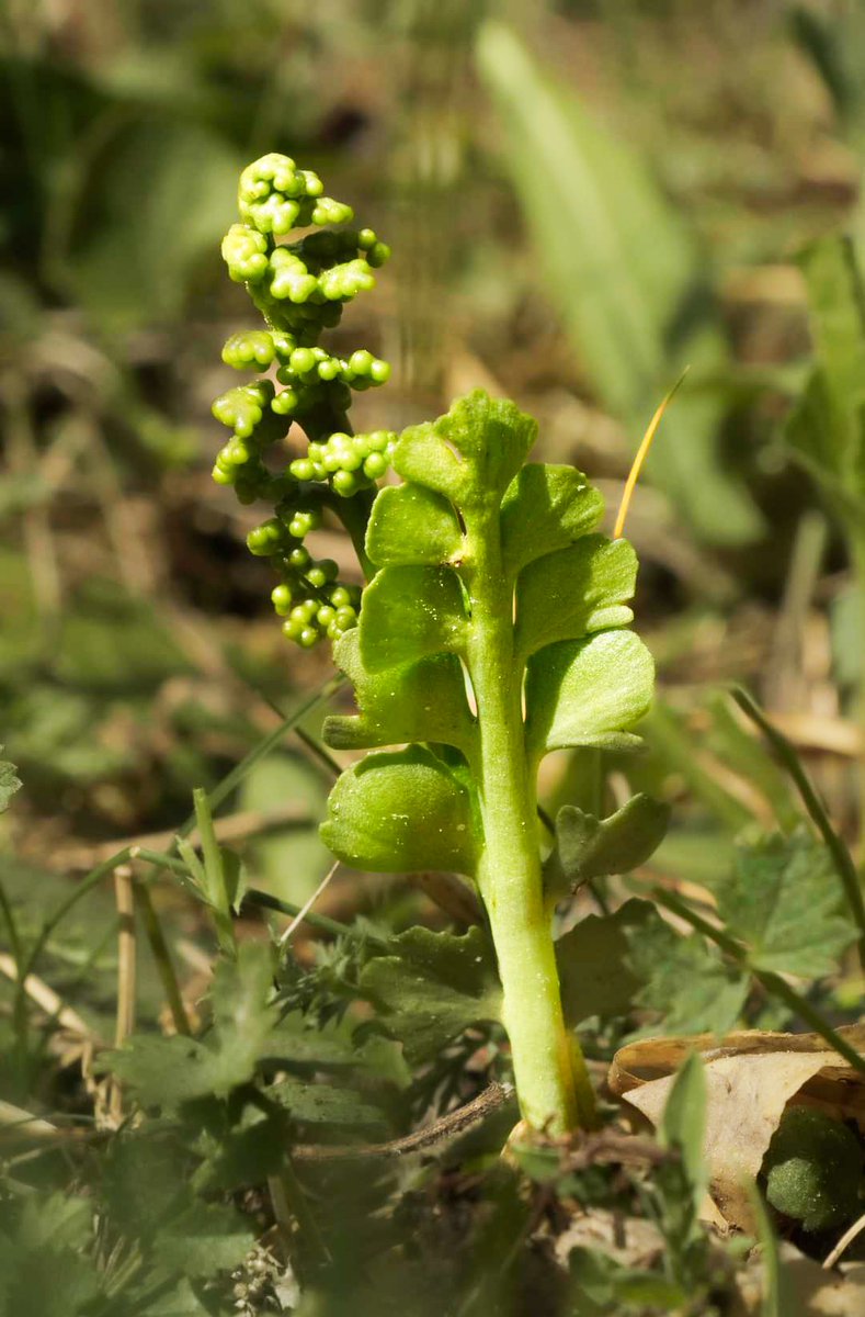 Mats Björklund tweet media