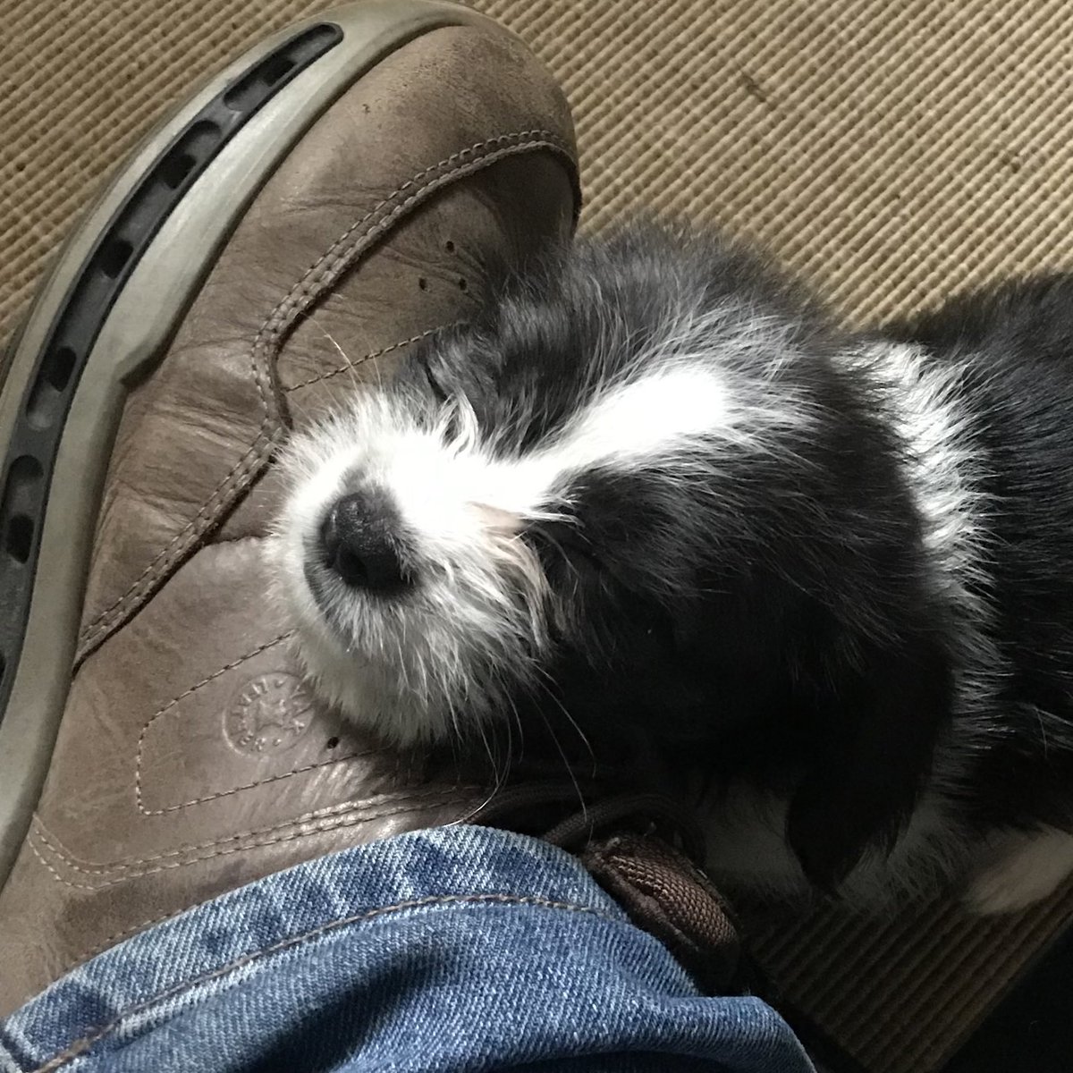 Pope Grumpnatious III tweet media