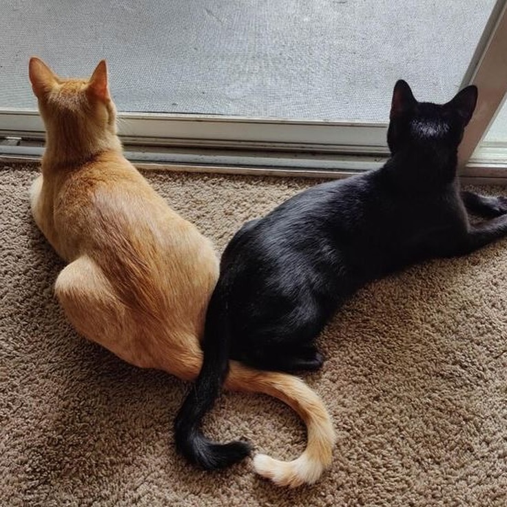 Catsillyness's tweet photo. https://t.co/dduKNmXFJP