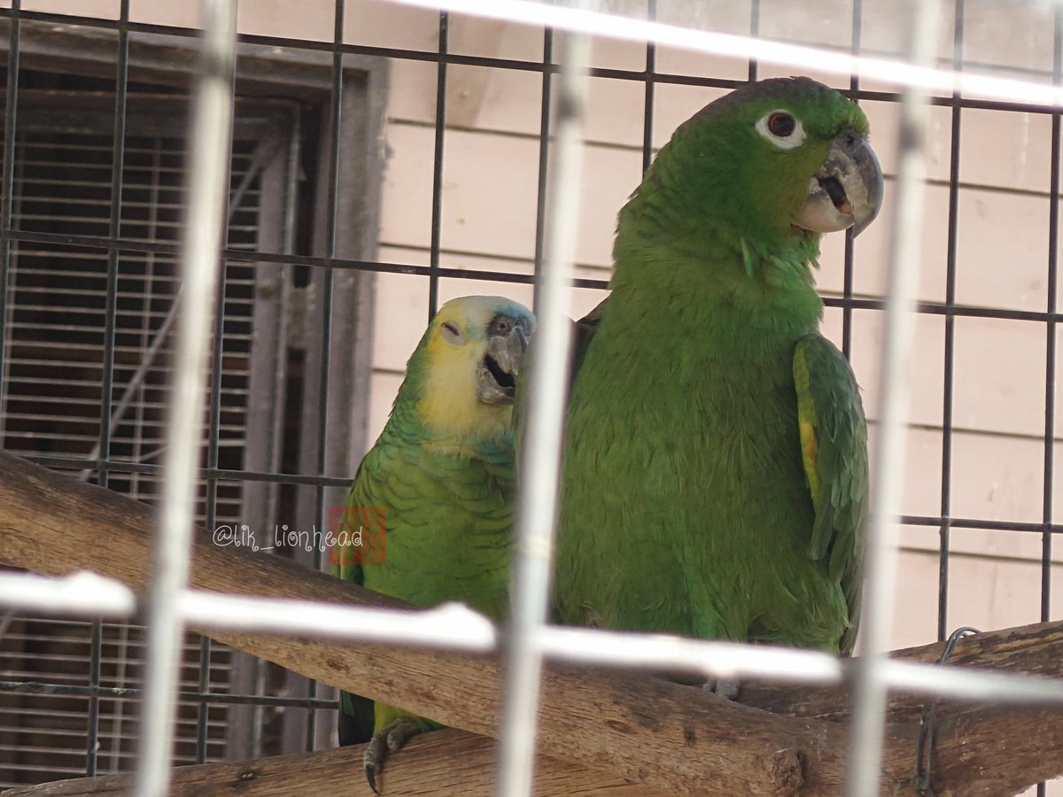 lik_nasua_nasua's tweet photo. 眠くなっちゃたアオさんでおやすみなさい🦜💤🦜✨
#久留米市鳥類センター
#ムジボウシインコ #ナナ♂ #キボウシインコ #アオ♀
#MearyAmazon #YellowshoulderedAmazon https://t.co/R1emxCYjOh