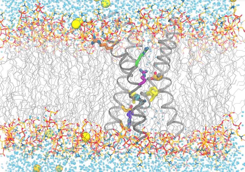 UChicago Chemistry (@uchichemistry) on Twitter photo Spencer Guo, a <a href="/UChiChemistry/">UChicago Chemistry</a> graduate student working with Aaron Dinner and Benoit Roux, has discovered a new way to track the movement of voltage-sensing proteins within cell channels underlying human diseases. <a href="/psc_live/">PSC</a> <a href="/UChicagoPSD/">UChiPhysicalSciences</a> <a href="/UChicagoPME/">UChicago Pritzker Molecular Engineering</a>
psc.edu/voltage-sensin… Spencer Guo, a <a href="/UChiChemistry/">UChicago Chemistry</a> graduate student working with Aaron Dinner and Benoit Roux, has discovered a new way to track the movement of voltage-sensing proteins within cell channels underlying human diseases. <a href="/psc_live/">PSC</a> <a href="/UChicagoPSD/">UChiPhysicalSciences</a> <a href="/UChicagoPME/">UChicago Pritzker Molecular Engineering</a>
psc.edu/voltage-sensin…