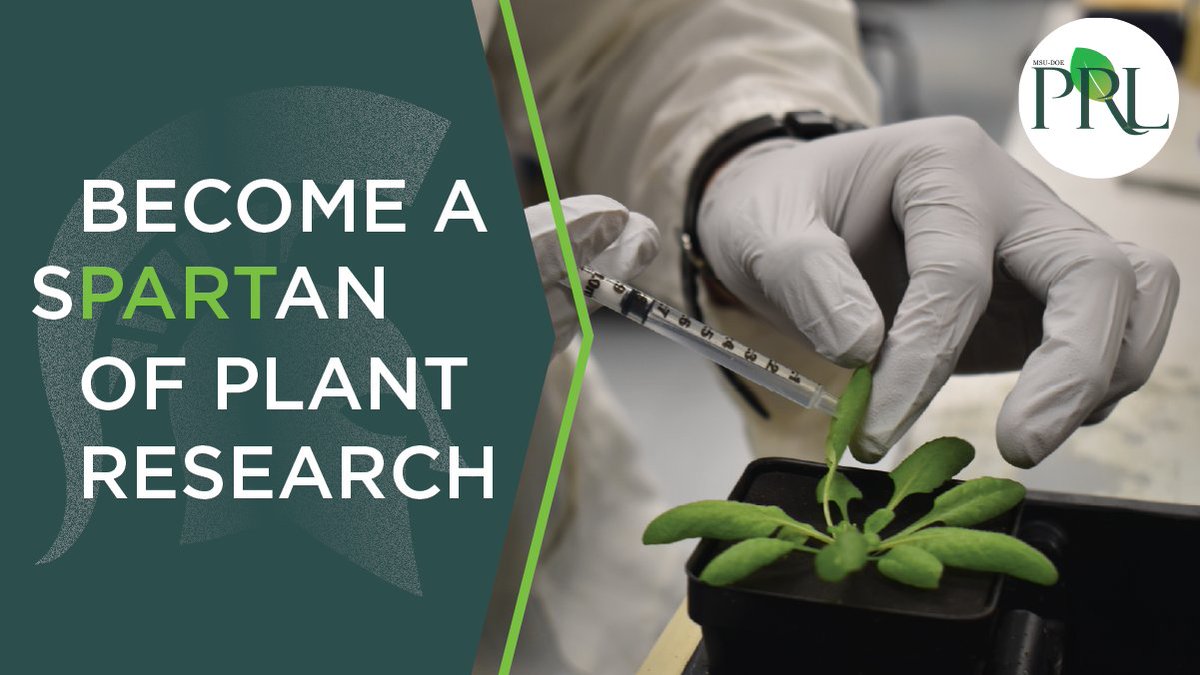 MSU-DOE Plant Research Laboratory (@msudoeplantlab) on Twitter photo We’re hiring! 🌱
<a href="/MSUDOEPlantLab/">MSU-DOE Plant Research Laboratory</a> is seeking a new Director who will lead groundbreaking research on photosynthetic organisms, drive collaborative projects, and foster a vibrant scientific community.
Apply now: buff.ly/3Kw4kUf We’re hiring! 🌱
<a href="/MSUDOEPlantLab/">MSU-DOE Plant Research Laboratory</a> is seeking a new Director who will lead groundbreaking research on photosynthetic organisms, drive collaborative projects, and foster a vibrant scientific community.
Apply now: buff.ly/3Kw4kUf