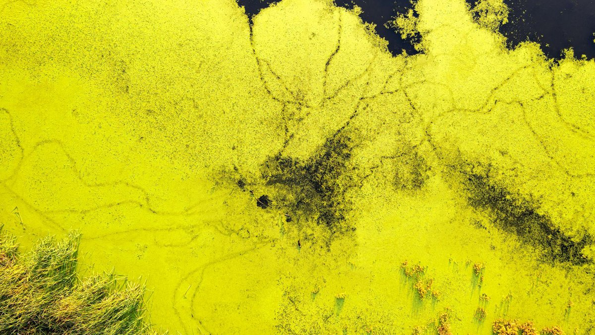 NCStateSciences's tweet photo. .@ncstatemeas associate professor Astrid Schnetzer joined the Audio Abstract podcast to talk about toxic algal blooms.  

Listen to find out more about them.🎙 
➡️: https://t.co/eZ5QALoyNS https://t.co/wnqG3tWqMU