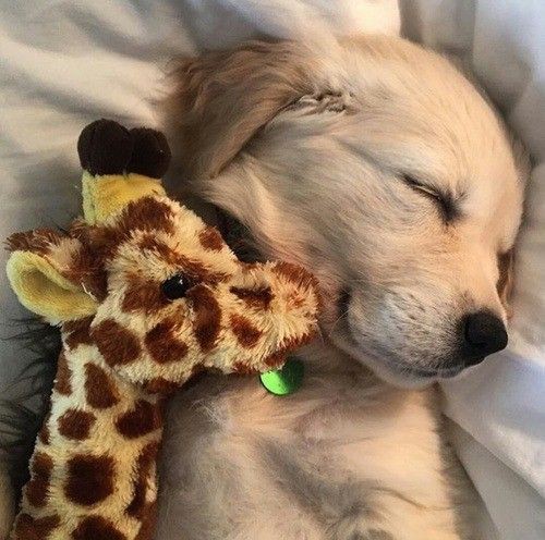Animal_fanlover's tweet photo. https://t.co/31T8DzVtNS
