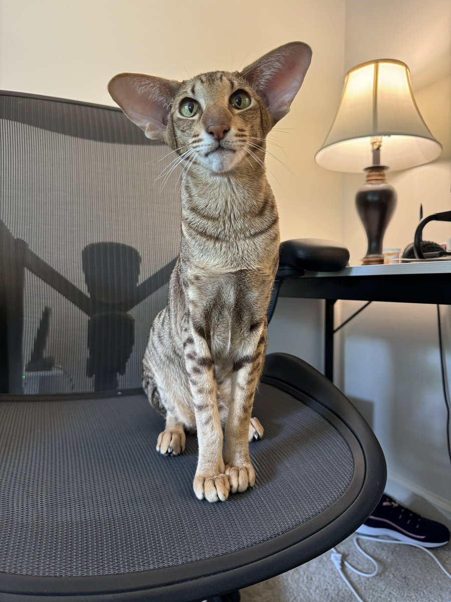 You want your seat back? #catsofx