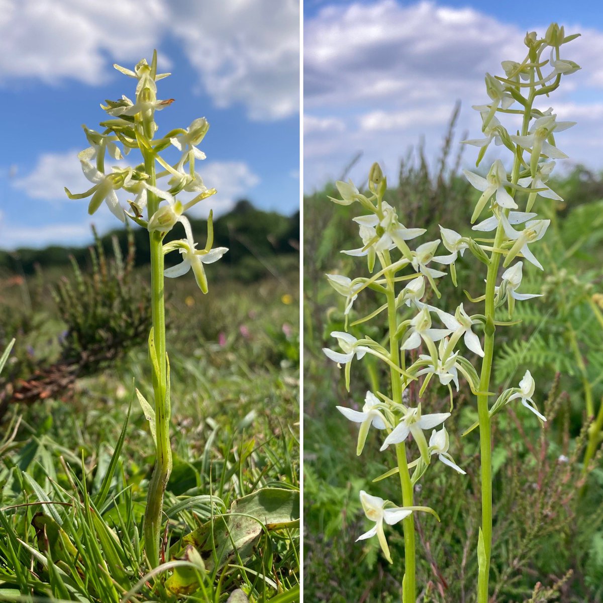 StevePa46290725's tweet photo. New Forest Lesser Butterfly-orchids starting to look amazing, and in great numbers too. I might have had a Mr Whippy to celebrate 😉 #orchid #lesserbutterfly #icecream #newforest https://t.co/gjyZGimVPS