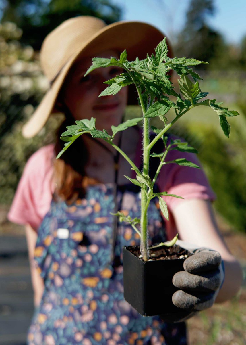 What tomatoes did you plant this season? 💚🌱