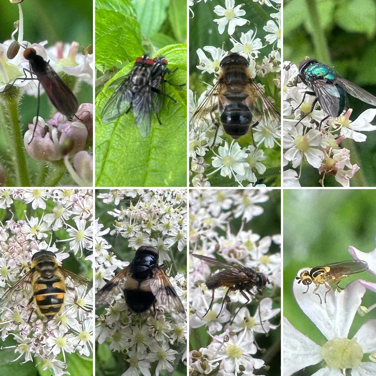 Took the long way around on the school run this evening and there was a proper glorious array of flying insects on display! My favourite is the tiny little grass fly at the end (yellow/black) - only noticed it in the back of a photo of a plant bug larva but it’s so cute! 🪰