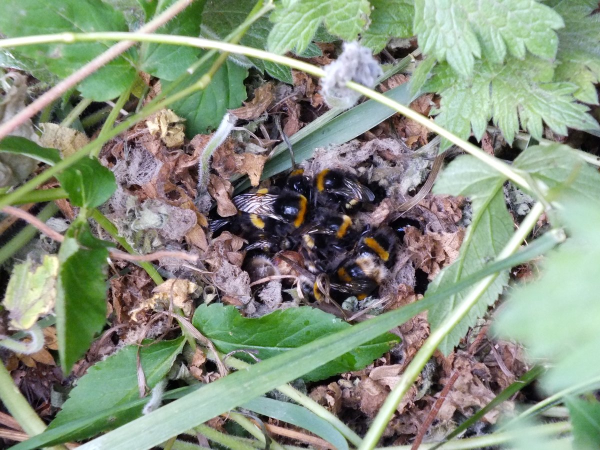 bumble bees, with white tails,  nesting inches from the house #springwatch, photo Peter Brember Guildford, Surrey.