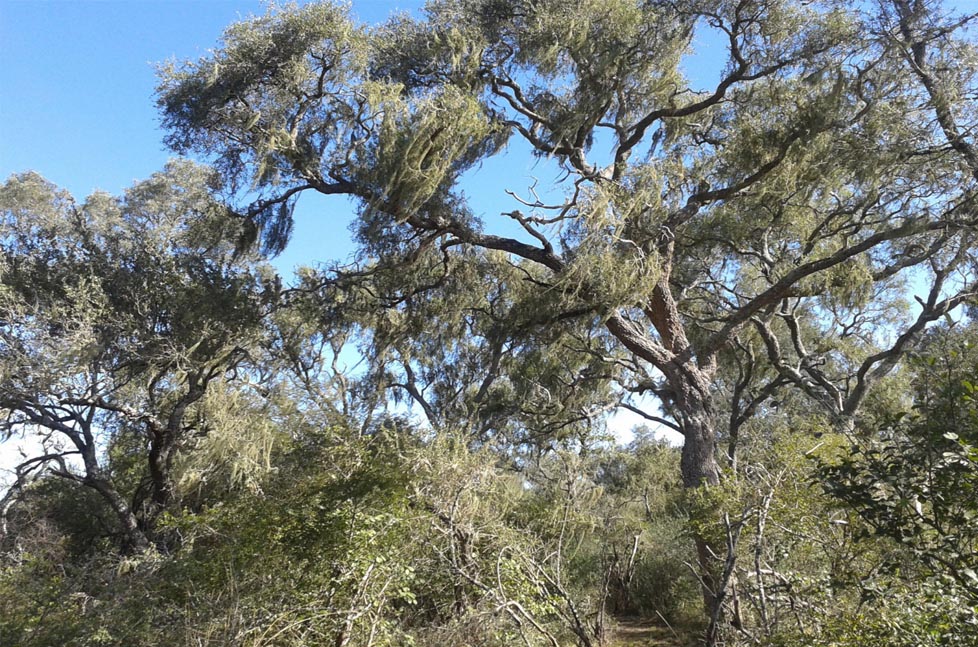 Argentina Forestal tweet media