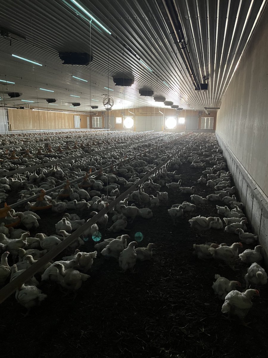 Built a new barn last fall and the birds are shying away from the big fans and my trigger pans. I didn’t want my feed bins at the fan end for a variety of reasons. What are producers doing to solve this problem? #ontariochicken #broilers