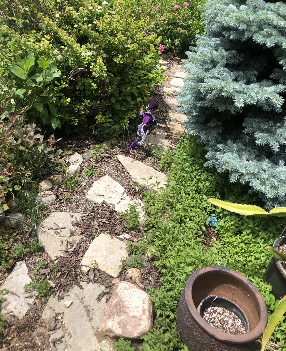 gregthesorcerer's tweet photo. Update: the elf was still alive and i released it back into my garden https://t.co/krKuCF8zQp
