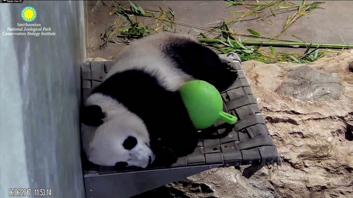 PookieDigi4Ever's tweet photo. Sometimes you need that tight space or a special toy to feel safe (6/6/2017) #IFitISit #ThrowbackThursday ๐ @BeiBeiPanda3 @DodgerAmes @taylorcava @kathybowler @sweetg12651 @bluestone356 @LoveofPandas1 @BeccaInBalt https://t.co/tLIcNhfIOU