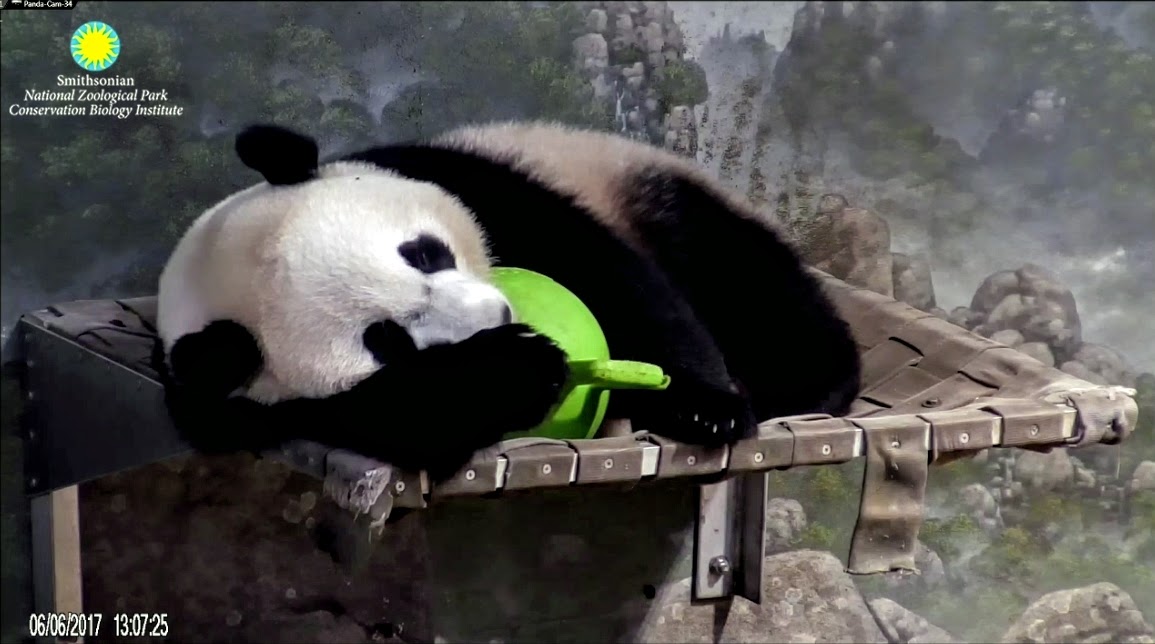 PookieDigi4Ever's tweet photo. Sometimes you need that tight space or a special toy to feel safe (6/6/2017) #IFitISit #ThrowbackThursday ๐ @BeiBeiPanda3 @DodgerAmes @taylorcava @kathybowler @sweetg12651 @bluestone356 @LoveofPandas1 @BeccaInBalt https://t.co/tLIcNhfIOU
