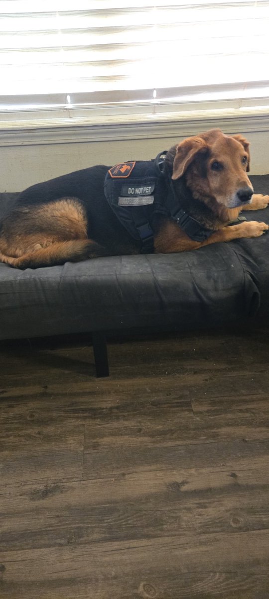 craftyclaude's tweet photo. @SweetSCCaroline Just beautiful! Mine's sleepy today. #SendintheDog #oplnation. https://t.co/RLY8XBQgmZ