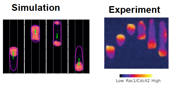 Our work on how cells deposit, sense, and interact with their footprints is now published in PNAS - how cells can develop oscillations, spiral out, or yet more complex dynamics! Work by Emiliano Perez Ipina (on the market!), data from @BLadoux group: doi.org/10.1073/pnas.2…