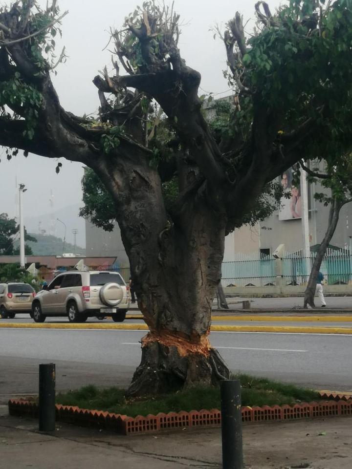 Esmeralda Mujica tweet media