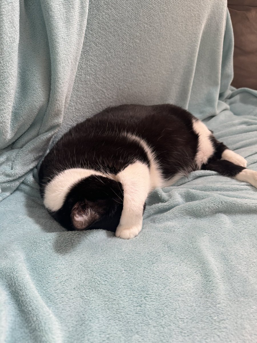 butignoldegas's tweet photo. @Sodreverso e gato dormindo com o rosto tampadinho https://t.co/PgAdUQ0IhB