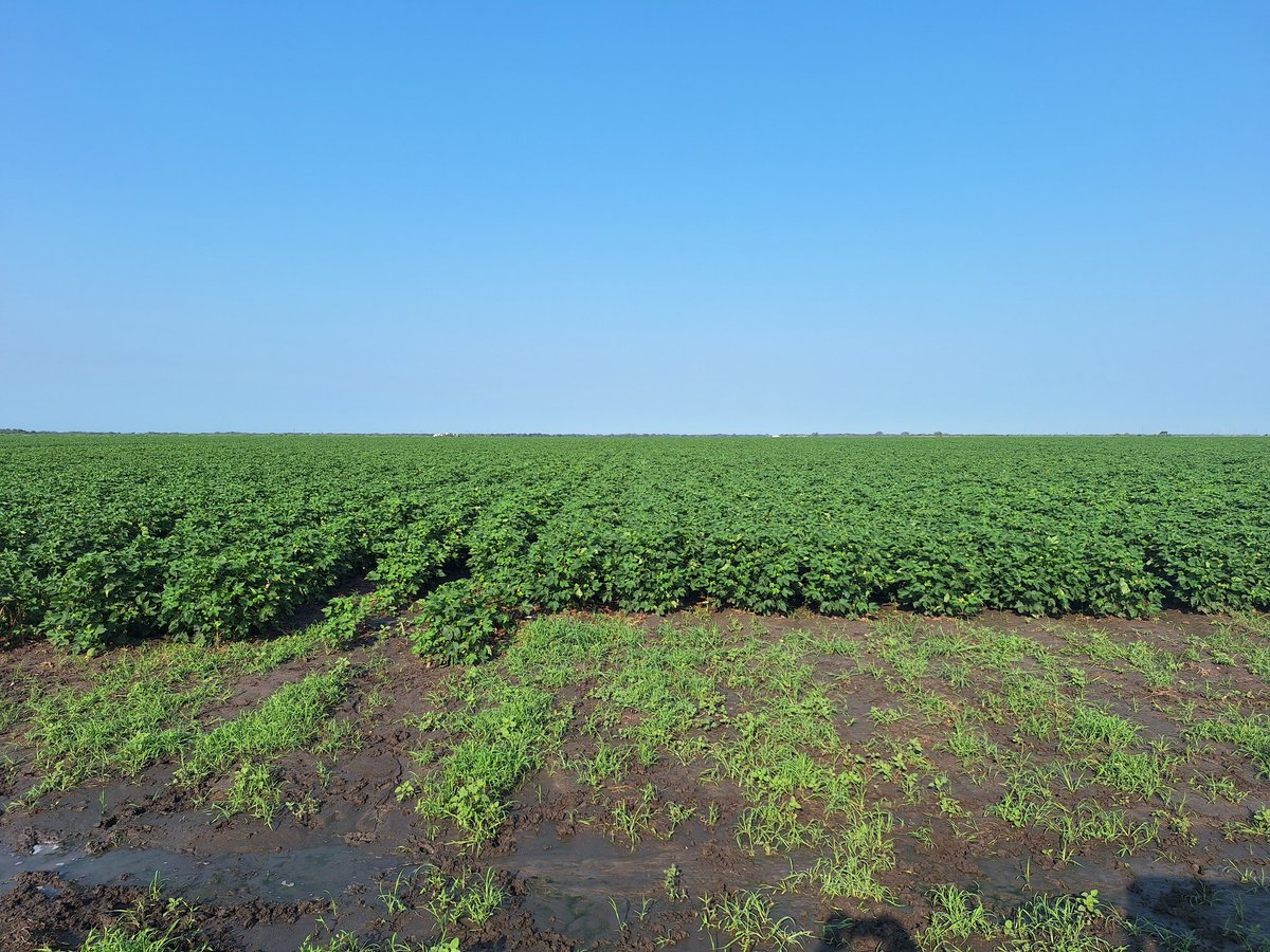 Phytogen 137 looking pretty good. What a difference  rain does compared from last year.  <a href="/PhytoGenCotton/">PhytoGen Cottonseed</a>