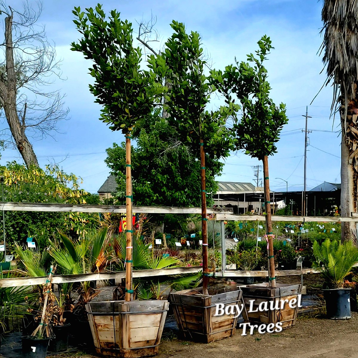 WhiteForestNurs's tweet image. ALL 24" BOX TREES 40% OFF!!!
Looking for a new, big tree for your landscape? At 40% off, you say? You got it! 🤪
#BoxTrees #TotalNurseryLiquidation #BakersfieldGardenCenter