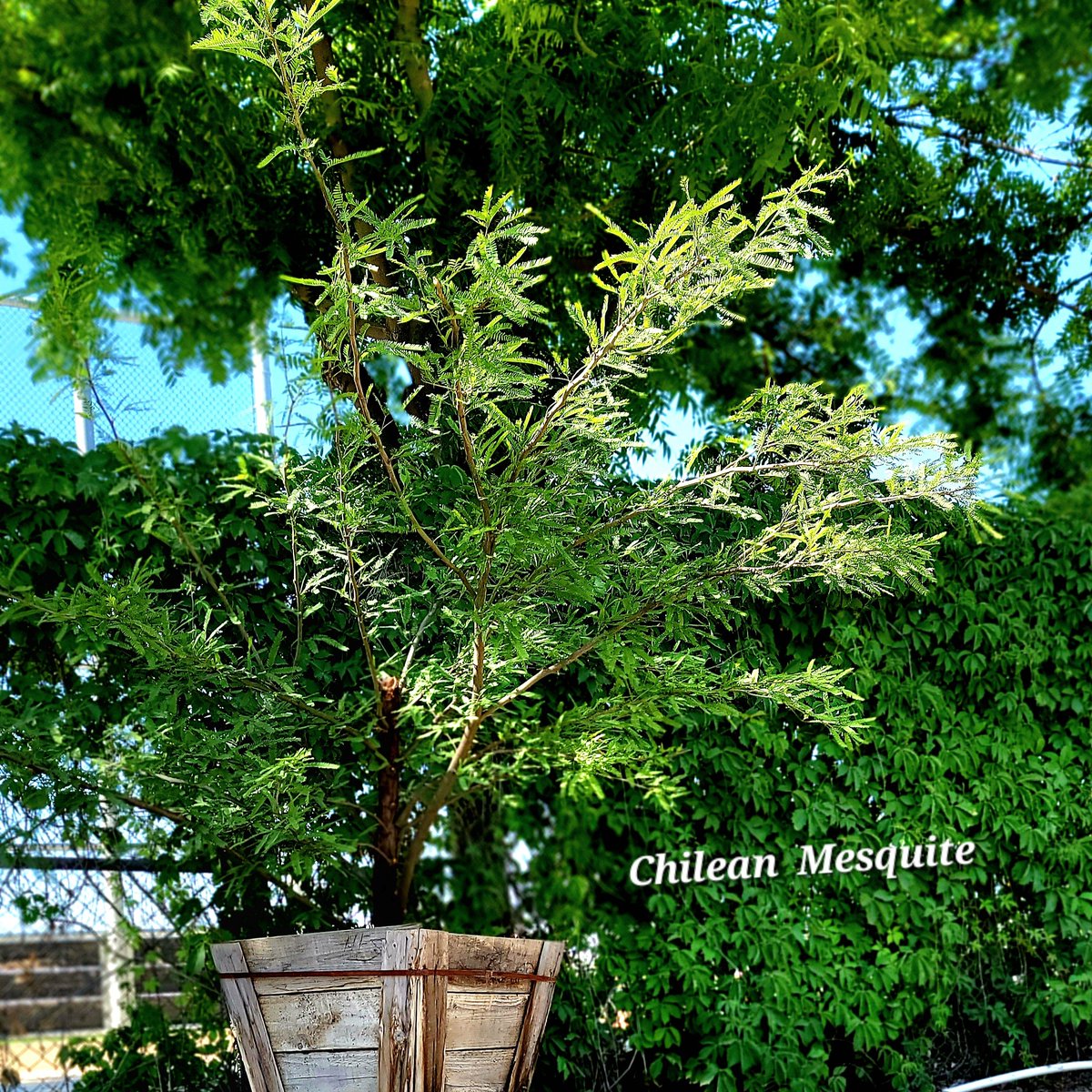 WhiteForestNurs's tweet image. ALL 24" BOX TREES 40% OFF!!!
Looking for a new, big tree for your landscape? At 40% off, you say? You got it! 🤪
#BoxTrees #TotalNurseryLiquidation #BakersfieldGardenCenter