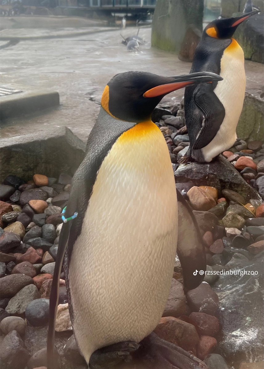 TS13ontour's tweet photo. 🐧 | Penguins at the Edinburgh Zoo wearing friendship bracelets! (rzssedinburghzoo on tiktok) #EdinburghTSTheErasTour https://t.co/VSTCuFyVLq