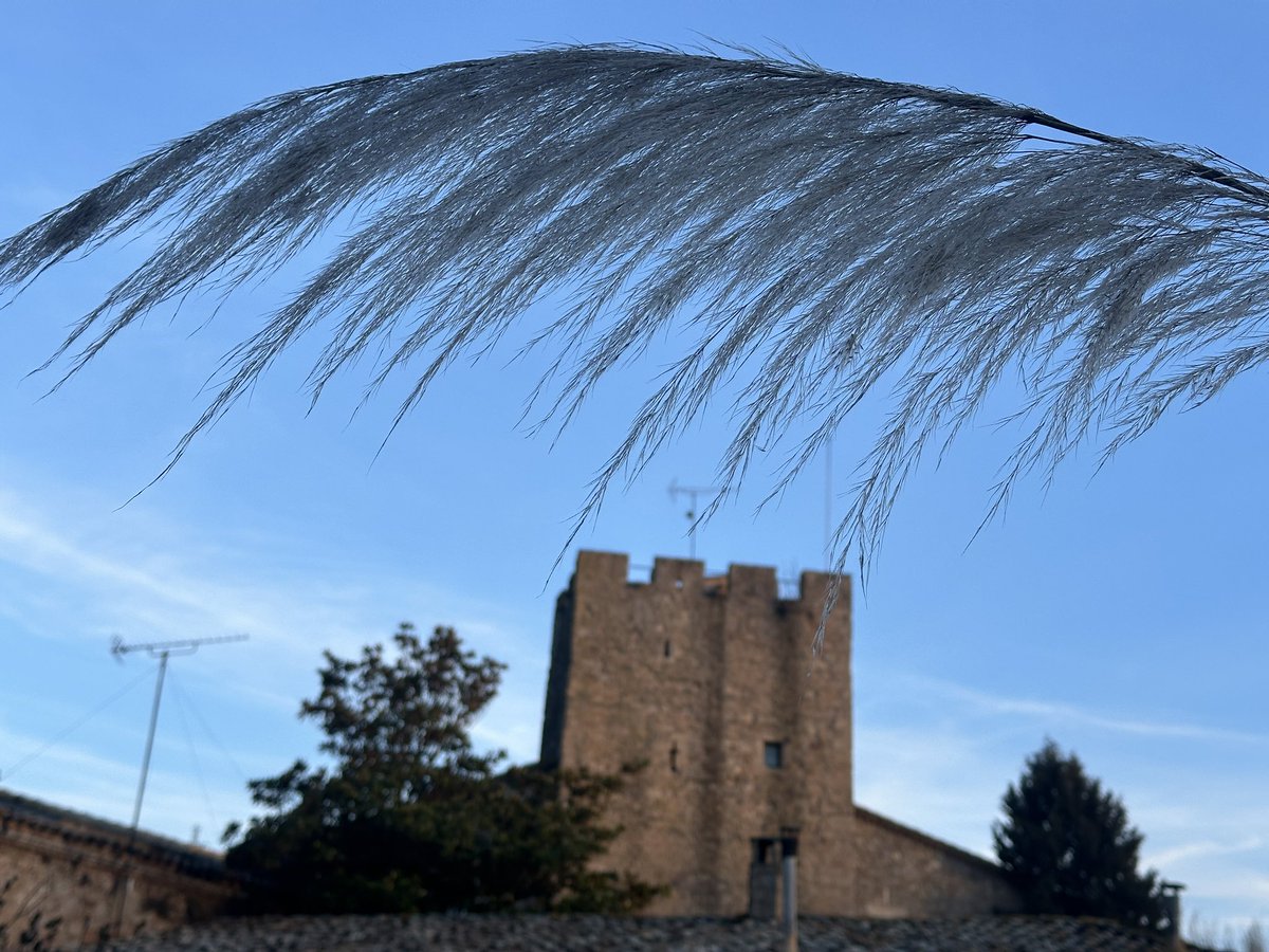 Festival Cantilafont tweet media