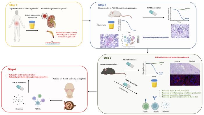 We are extremely happy to share our new work published in <a href="/jclinicalinvest/">Journal of Clinical Investigation</a>  today! Huge amount of work donne by Dr. Yamaguchi with the help of <a href="/IsnardPierre1/">Isnard Pierre</a> 🍾🎇 Crucial role played by PIK3CA in proliferative glomerulonephritis and lupus nephritis <a href="/Inserm/">Inserm</a> <a href="/ERC_Research/">European Research Council (ERC)</a> <a href="/APHP/">Assistance Publique – Hôpitaux de Paris (AP-HP)</a>