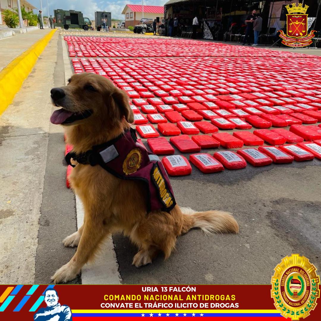 uria13falcon16's tweet photo. Nuestros Semovientes Caninos además de ser el mejor compañero, son la mejor herramienta de trabajo que se puede usar para combatir el tráfico ilícito de drogas. ¡Amor con amor se paga!
#PuebloLealSiempre
@PaezCabreraGNB 
@GNB_antidrogas1 https://t.co/MSPwrCXfd0